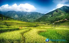 Cánh đồng Mường Thanh